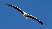 Storch