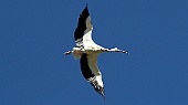 Storch