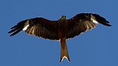Rotmilan